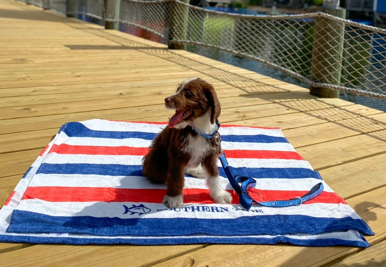 puppy sitting on a red, white and blue striped towel.