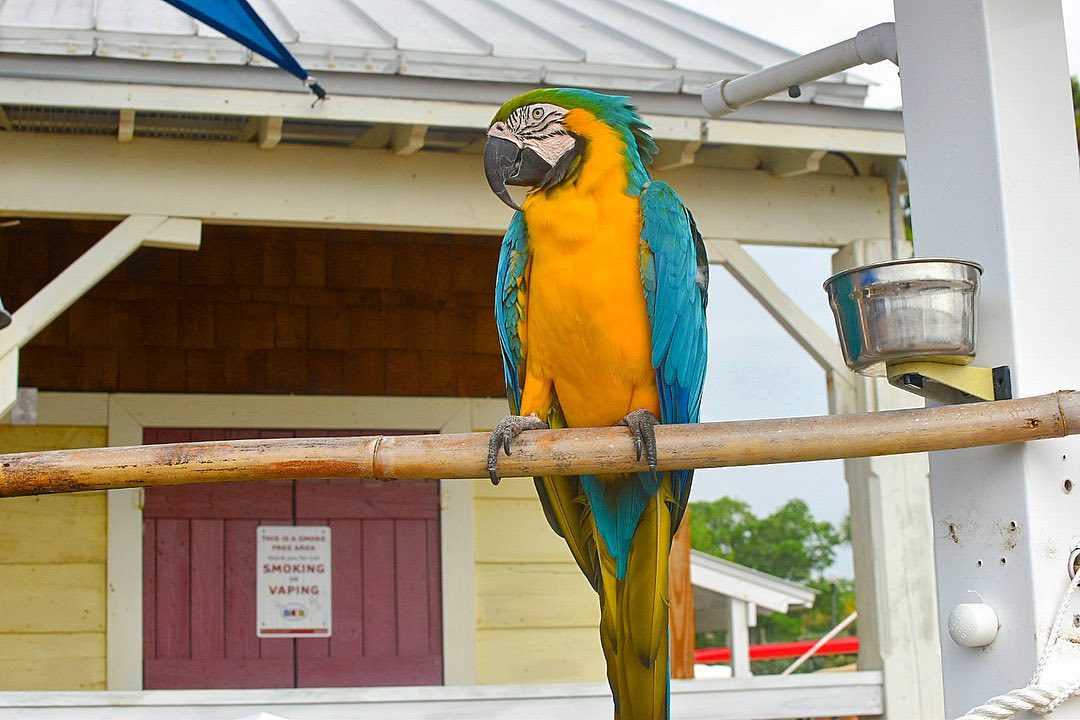 MaryAnn the Macaw