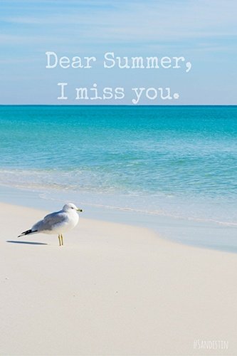Seagull on a beach with "Dear Summer, I miss you."