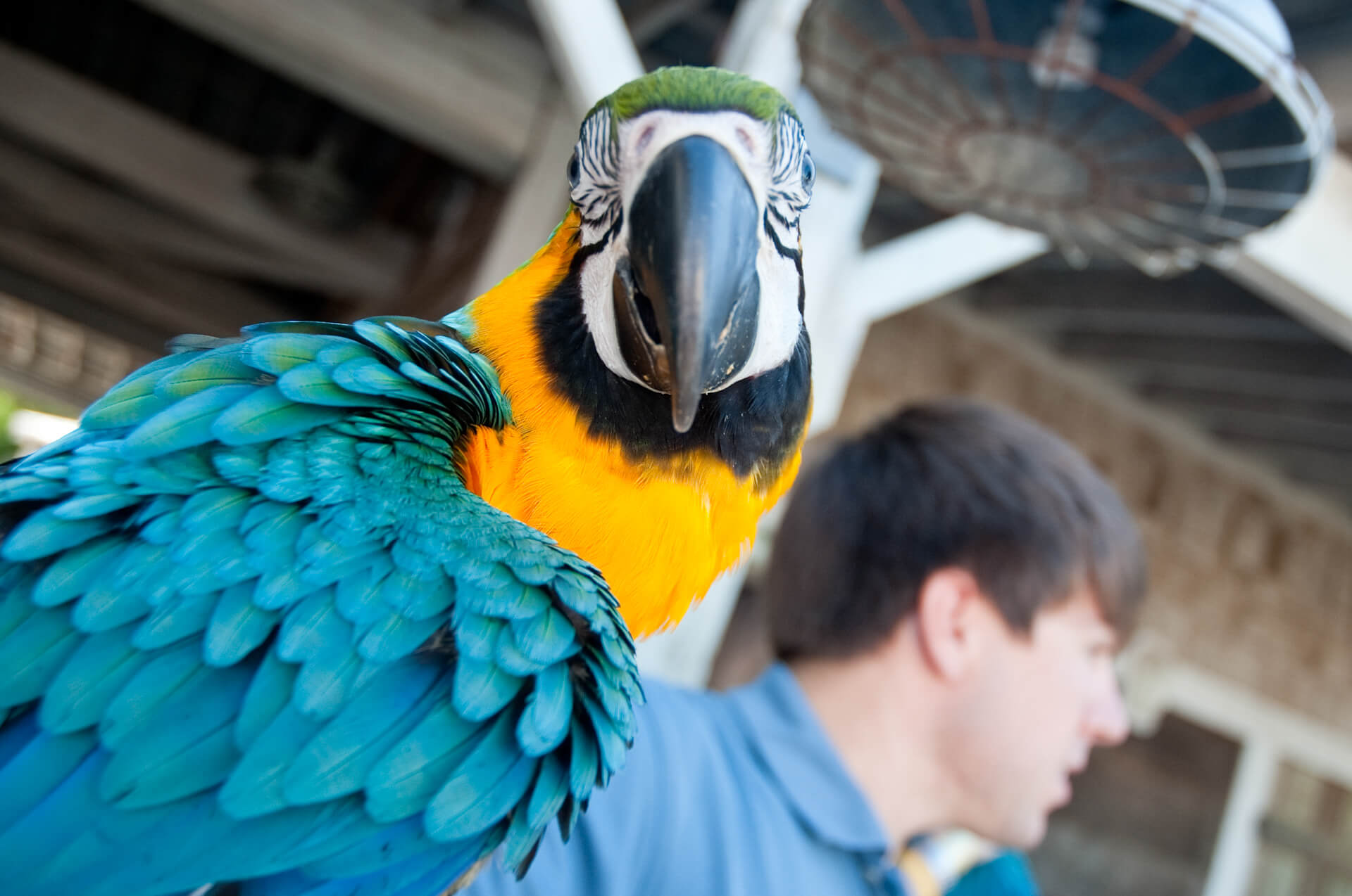 Maryann the macaw