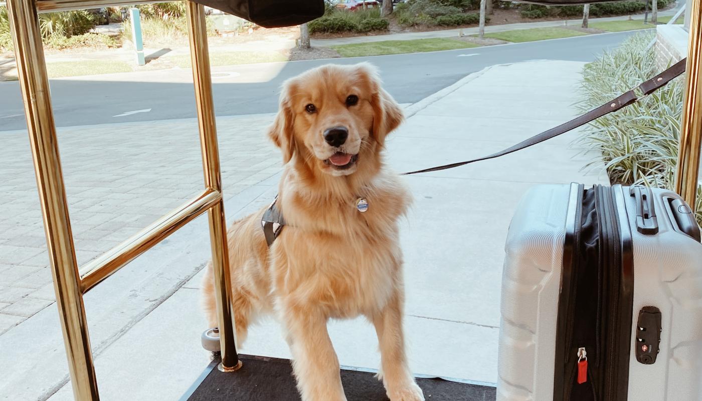 Dog