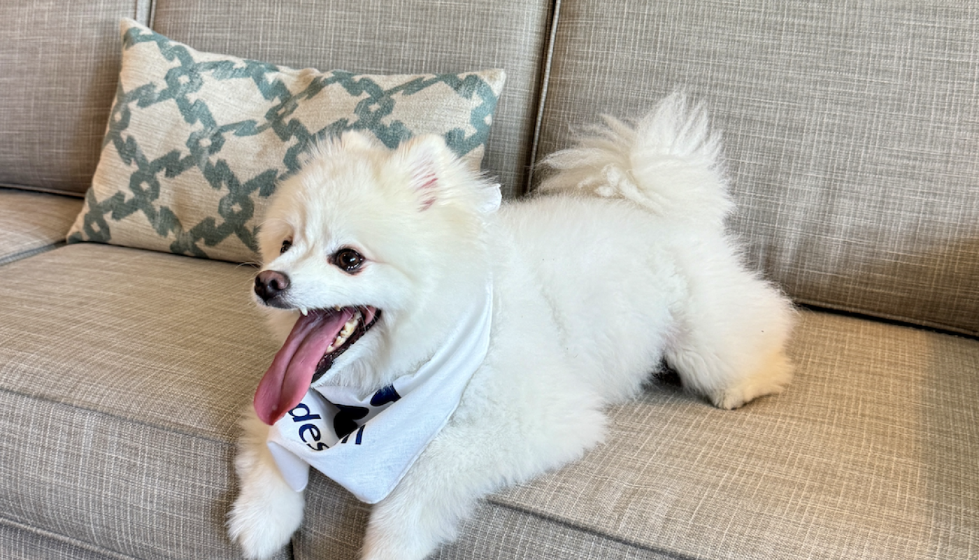 Dog