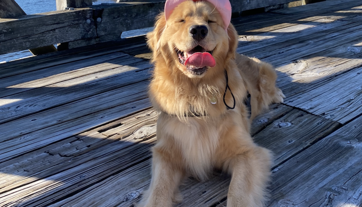 Dog