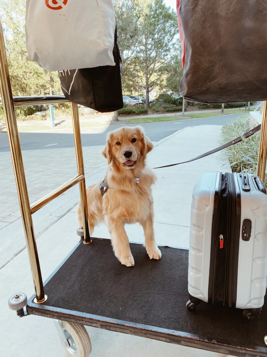 Dog