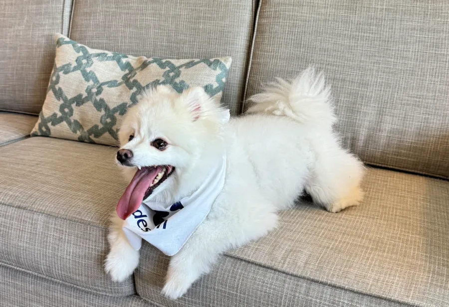 Dog