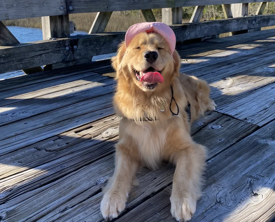Dog