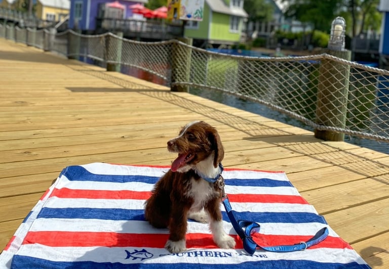 Dog on a red, white, and blue towel
