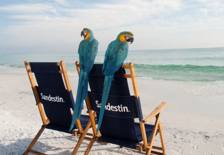 parrots sitting on beach chairs