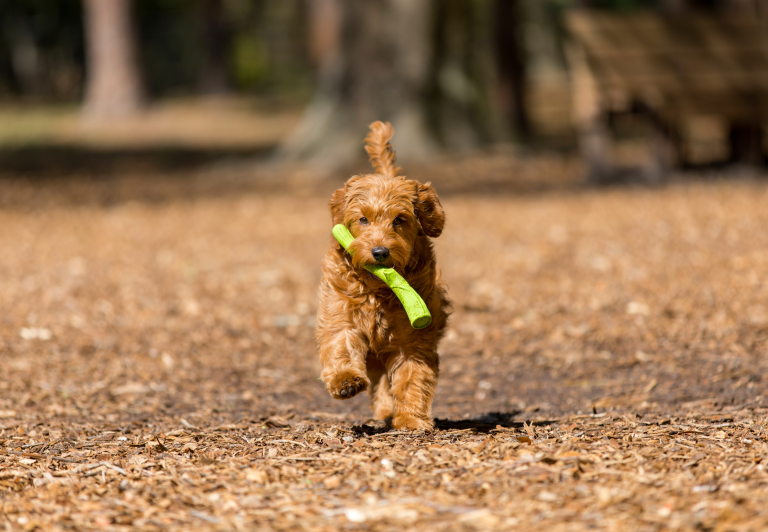 Dog running with toy in mouth