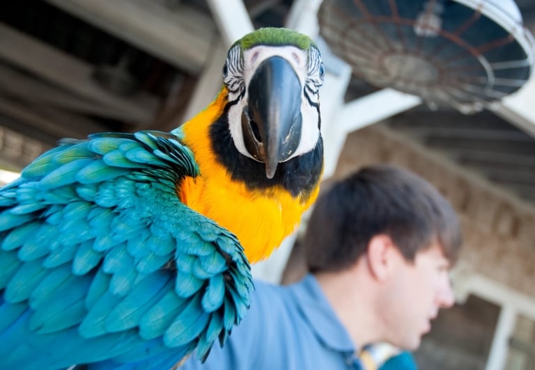 Mary Ann the Sandestin Macaw