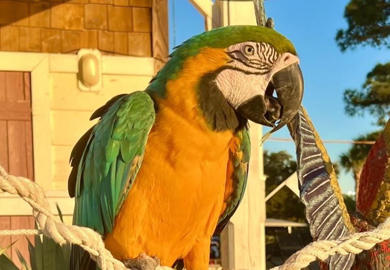 Mary Ann in her enclosure at Marina Bar and Grill