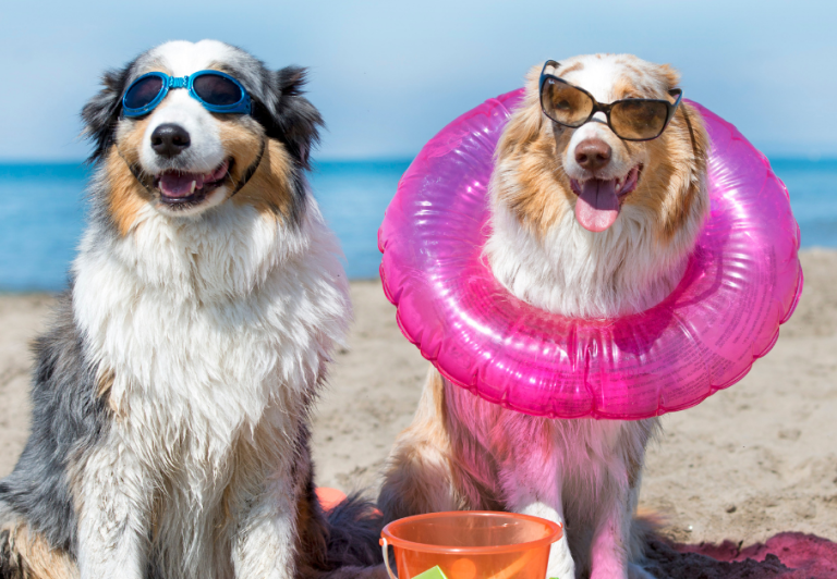 International Dog Day