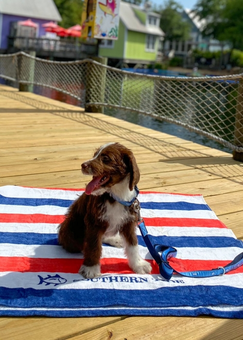 Dog on a red, white, and blue towel