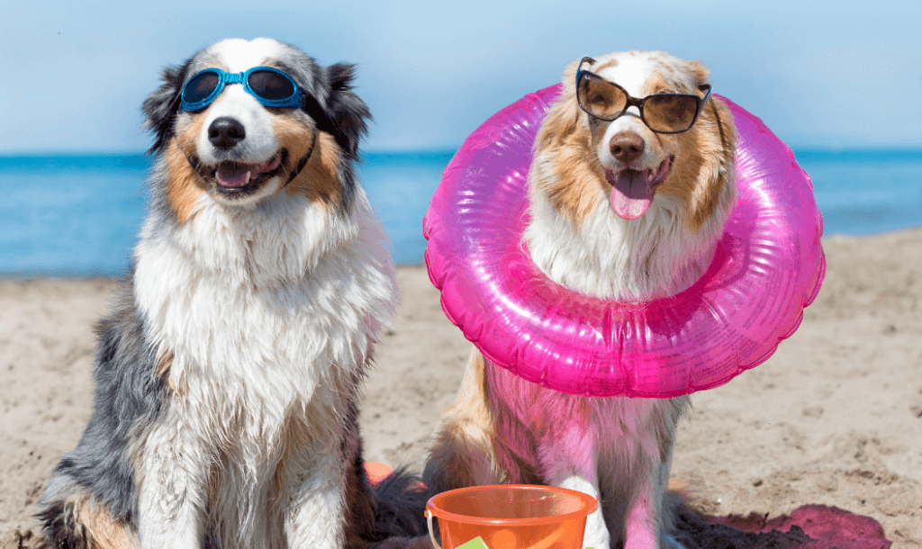 Dogs Partying on Beach