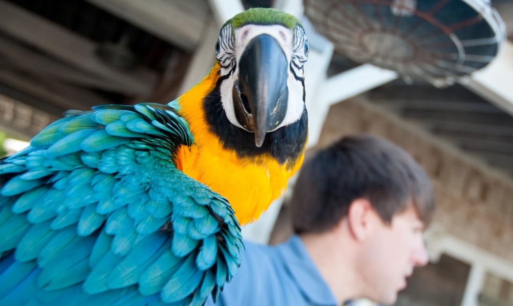 Mary Ann the Sandestin Macaw