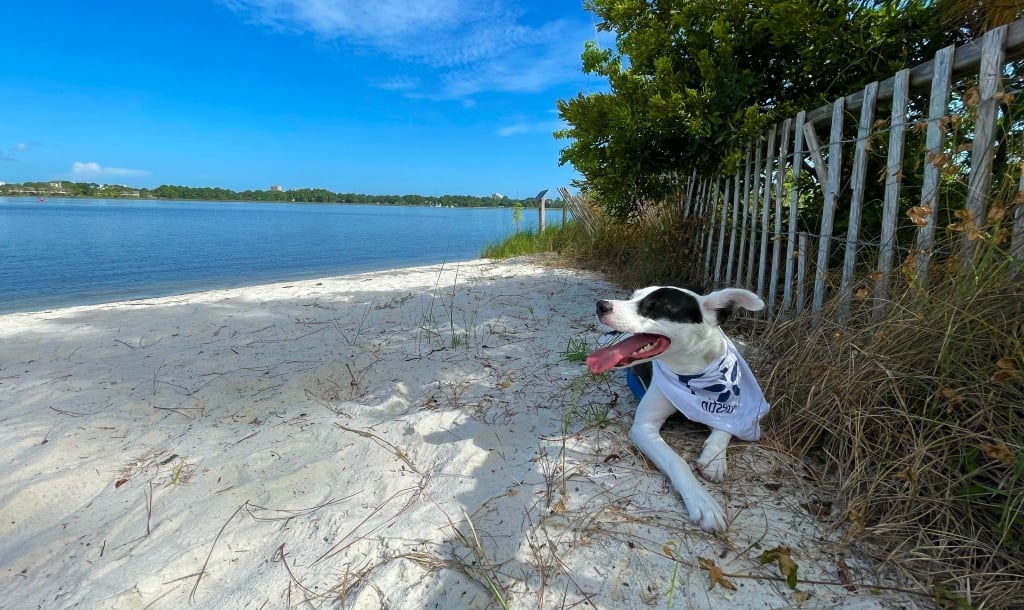 Cute black and white dog on beach