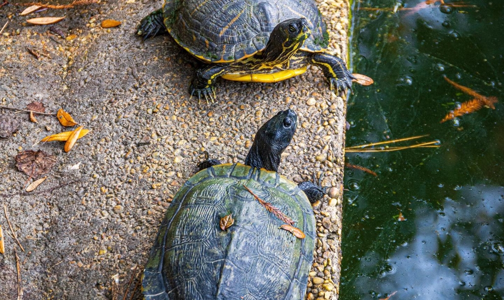 Turtles