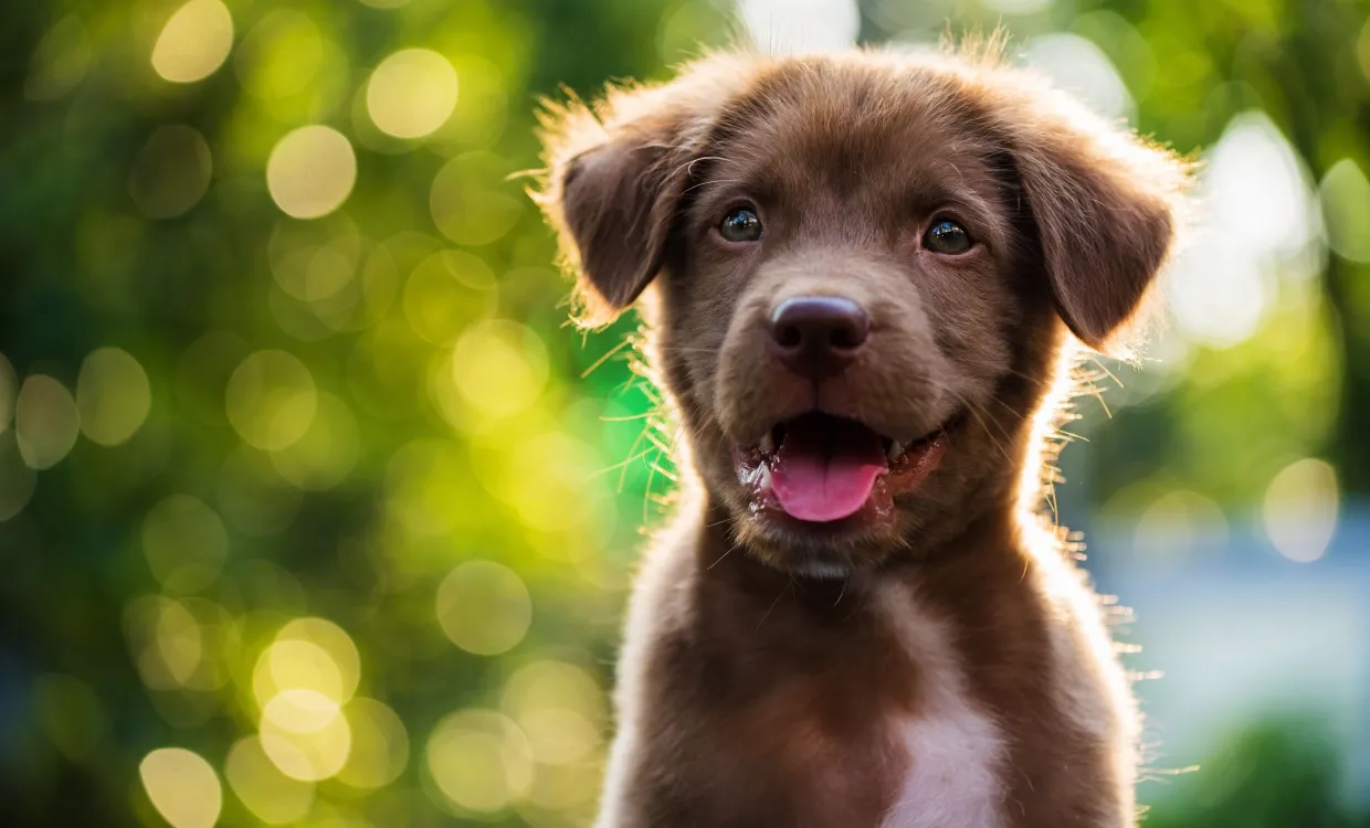 brown puppy