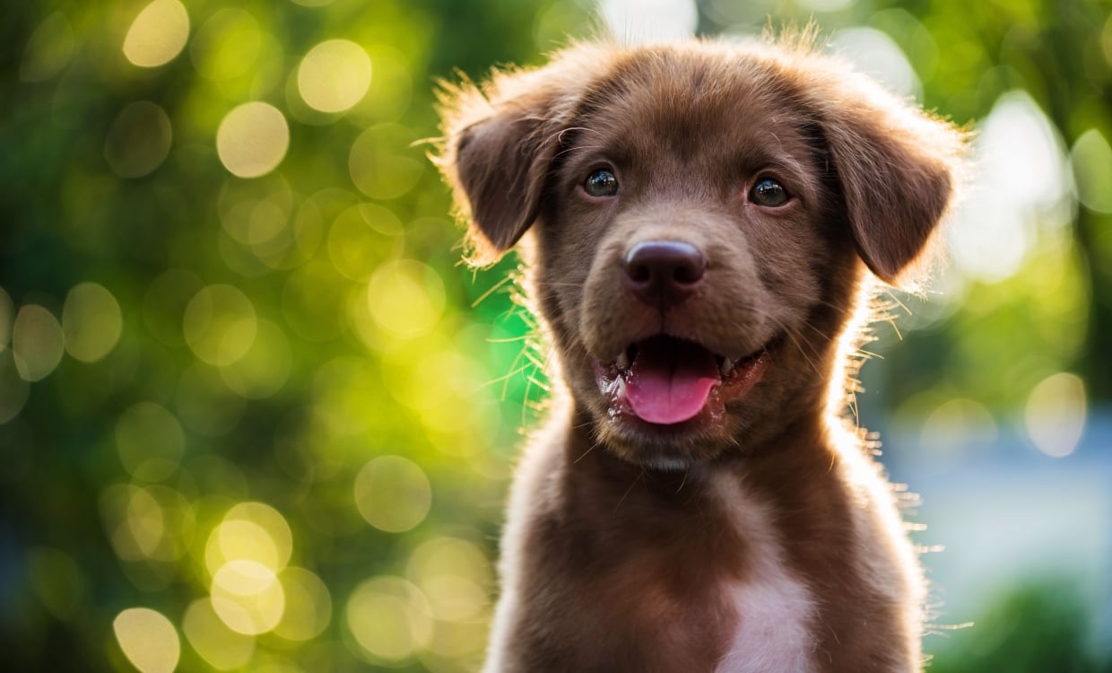 brown puppy