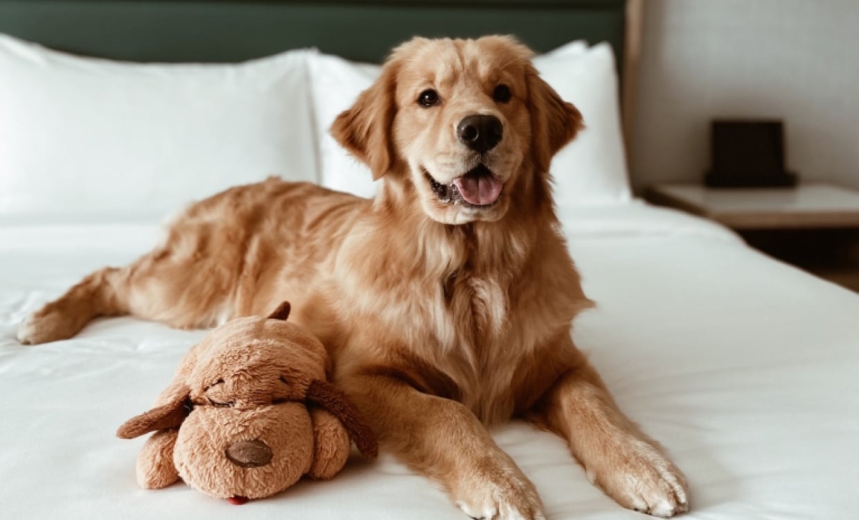 Dog on Hotel Effie Bed