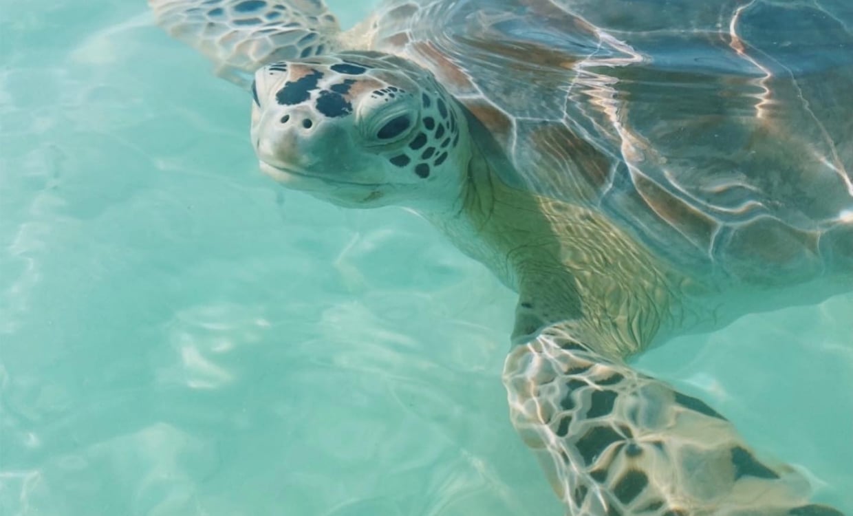 Save the Sea Turtles