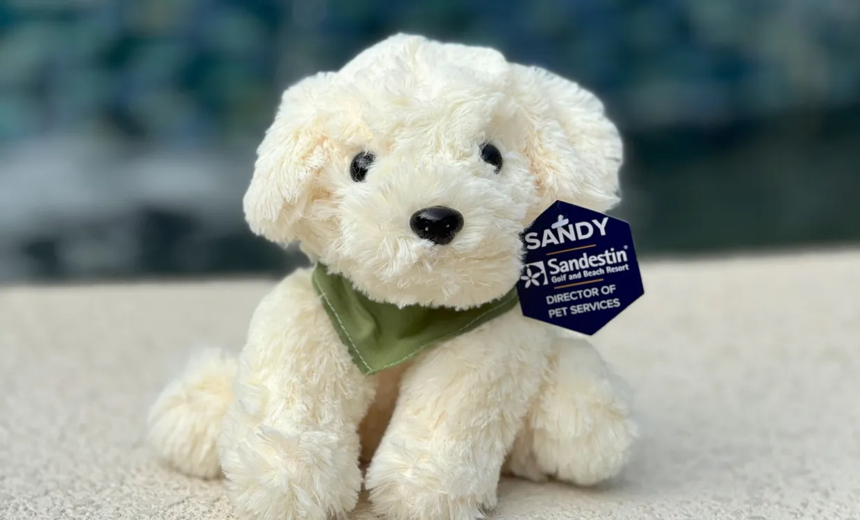 Sandy Dog